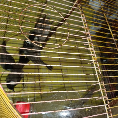 بلبل نوچه بالغ نشده