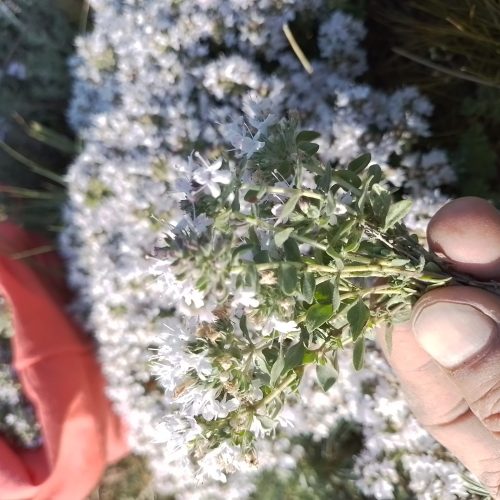 اویشن وکاکوتی کوهی دستچین عشایر دامنه سبلان