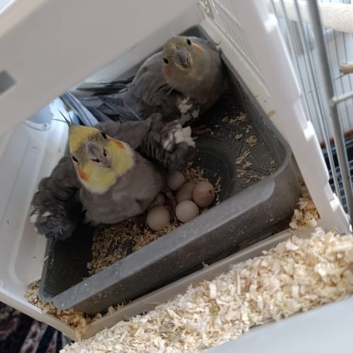 عروس هلندی مولد