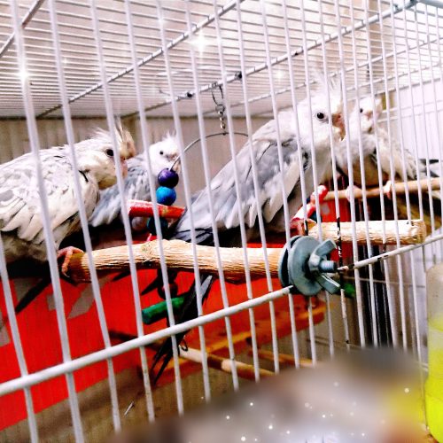 عروس هلندی آلبینو چشم شرابی دوکت فالو (مولد)