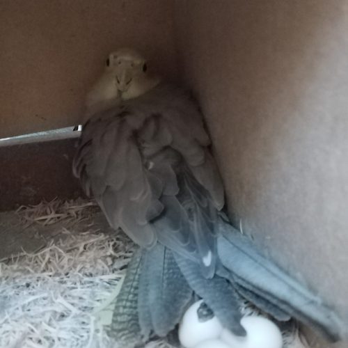 طوطی عروس مولد