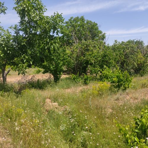 فروش بخشی از باغ های درخت انگور و گردو