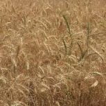 زمین کشاورزی کشت کندم