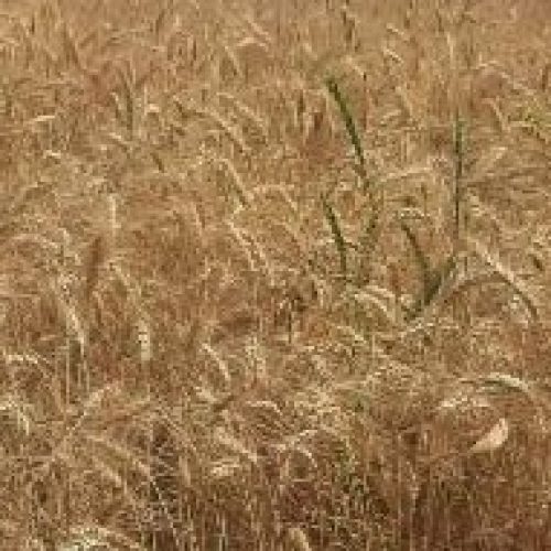 زمین کشاورزی کشت کندم