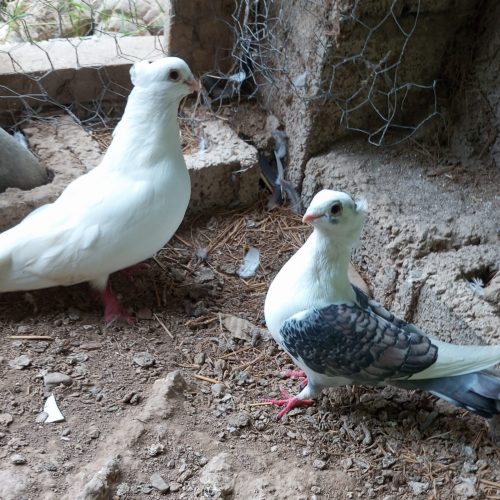 یک جفت کبوتر زینتی