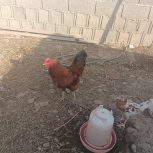 خروس دورگ محلی