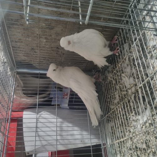 کبوترنوک قنارکفترنوک ریز