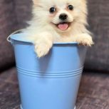 سگ پامرانین