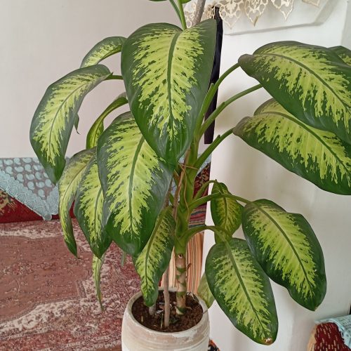 گل دیفن باخیا