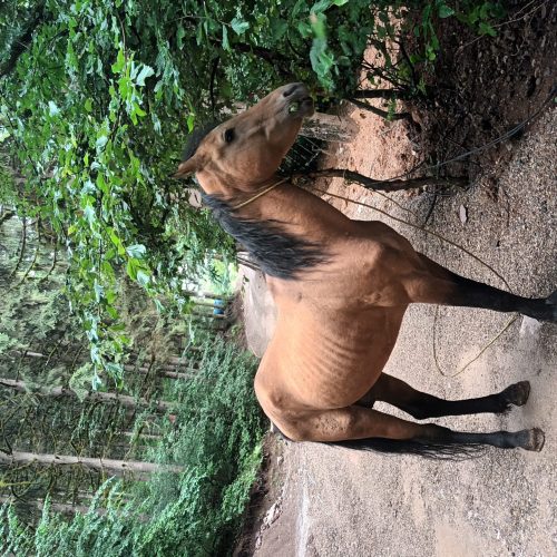 اسب ترکمن جوان