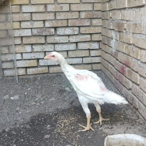 جوجه لاری اصیل نژاد دنگ بالا