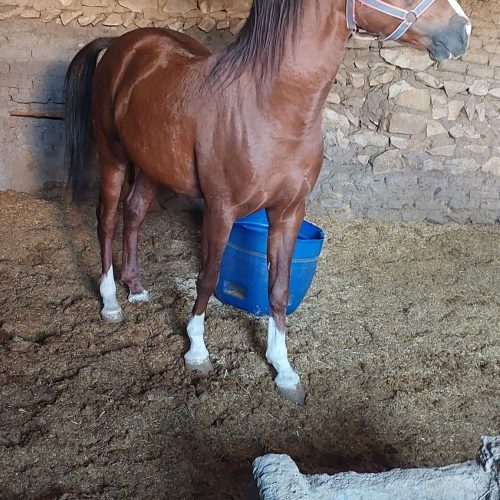 یک راس اسب سواری