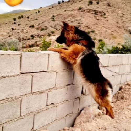 ژرمن شو بلک فیس دوسرشجره