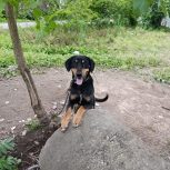 ‌واگذاری سگ رتوایلر باهوش