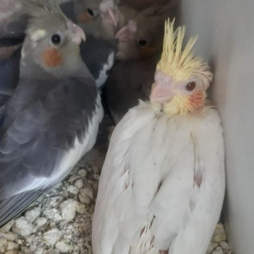 طوطی عروس مولد