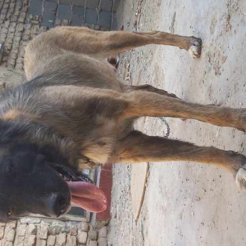 سگ ماده سرابی