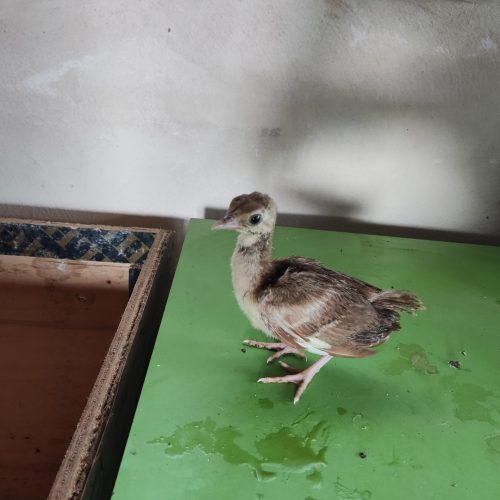 فروش انواع جوجه طاووس