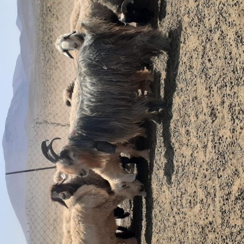 چپش نرتخمی مخصوص نسل کشی