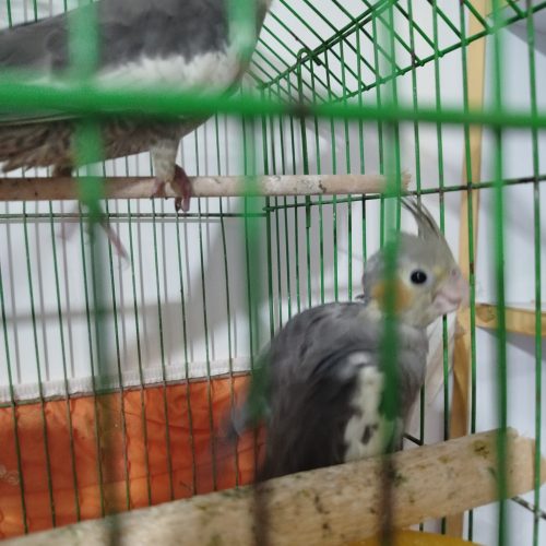 فروش جوجه عروس هلندی