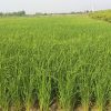 زمین کشاورزی مناسب خونه باغ 1800 متری با سند مالکیت