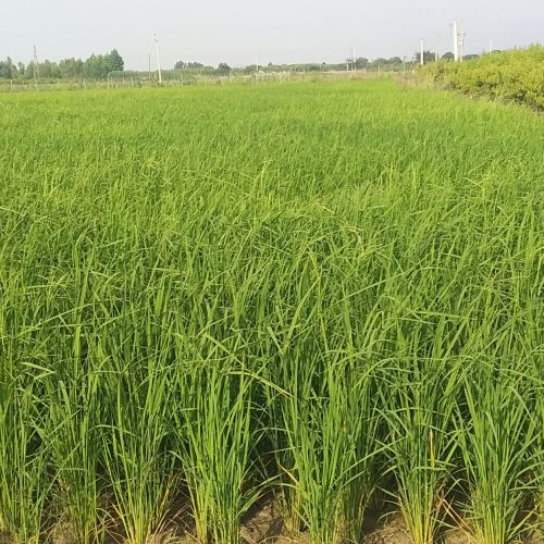 زمین کشاورزی مناسب خونه باغ 1800 متری با سند مالکیت