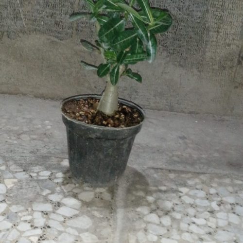 گل و گیاه آپارتمانی