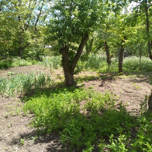 فروش زمین و خانه در ییلاق ایزکی