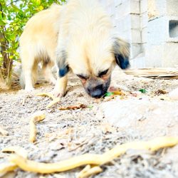 سگ پا کوتاه