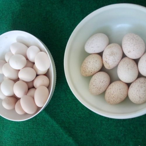 تخم بوقلمون خانگی