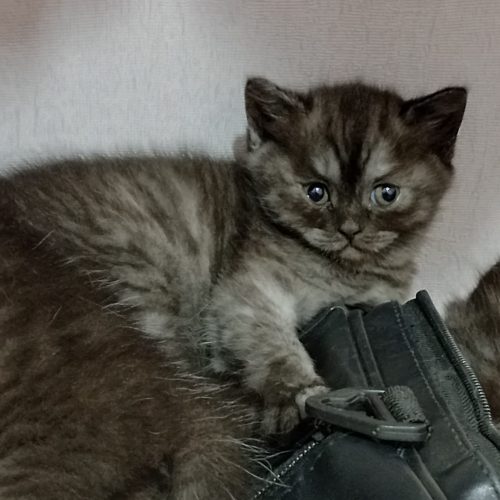 گربه بریتیش 2ماهه ماده