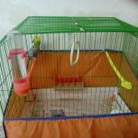 مرغ عشق نروماده