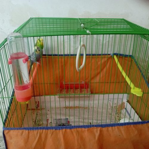 مرغ عشق نروماده