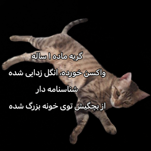 واگذاری گربه ماده و گربه نر