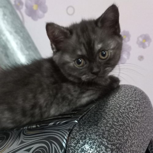 گربه بریتیش 2ماهه ماده