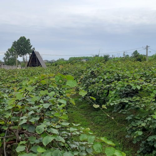 فروش زمین(باغ کیوی)