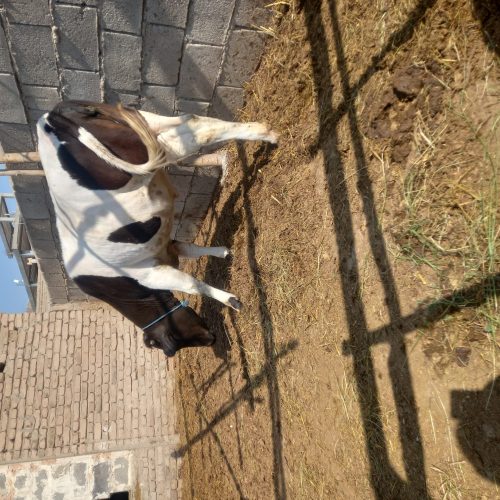 سلام یک راس گوساله ماده