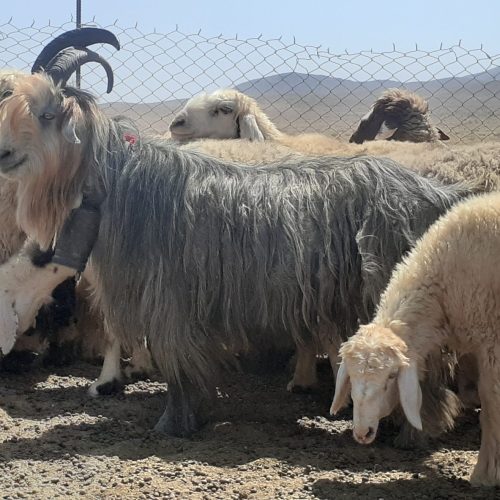 چپش نرتخمی مخصوص نسل کشی