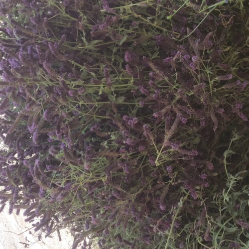 گیاهان دارویی