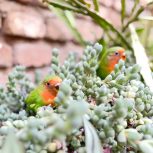 دو عدد طوطی کوتوله برزیلی