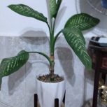 گل دیفن باخیاباگلدون سفالی