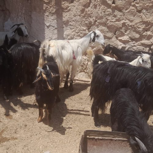 فروش چند رس بزوبیگ