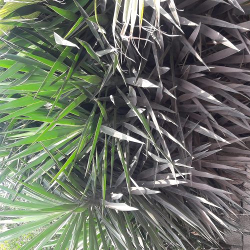 فروش درخت پالم واشنگتون ودرخت یوکا