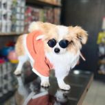 سگ گمشده در فسا