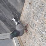 کبوتر نر دوده ای