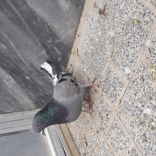 کبوتر نر دوده ای