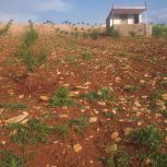 فروش باغ دیم بادام