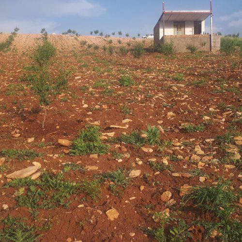 فروش باغ دیم بادام