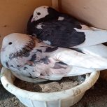 کفترکبوترشازده سبزکاکلی