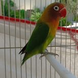 کوتوله برزیلی