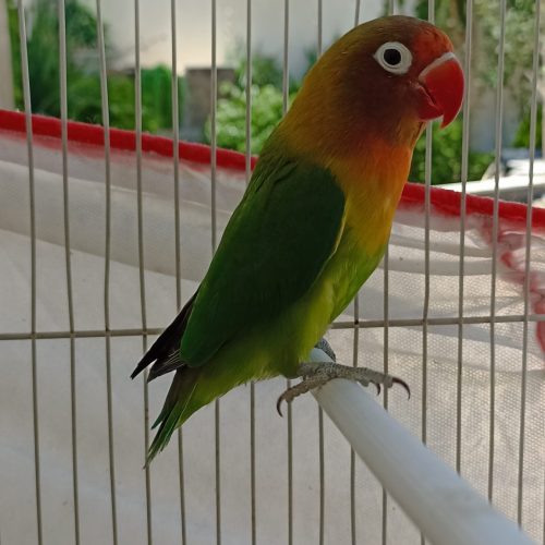 کوتوله برزیلی